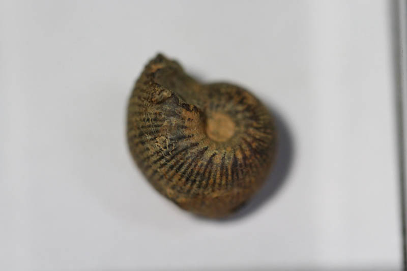 Hematite Mini Ammonite-0