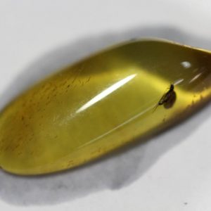 Baltic Amber with Insect-0