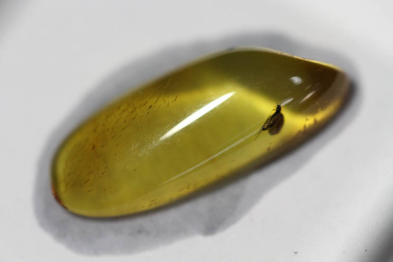 Baltic Amber with Insect-0