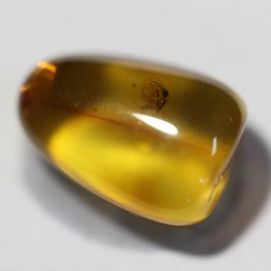 Baltic Amber with Insect-0
