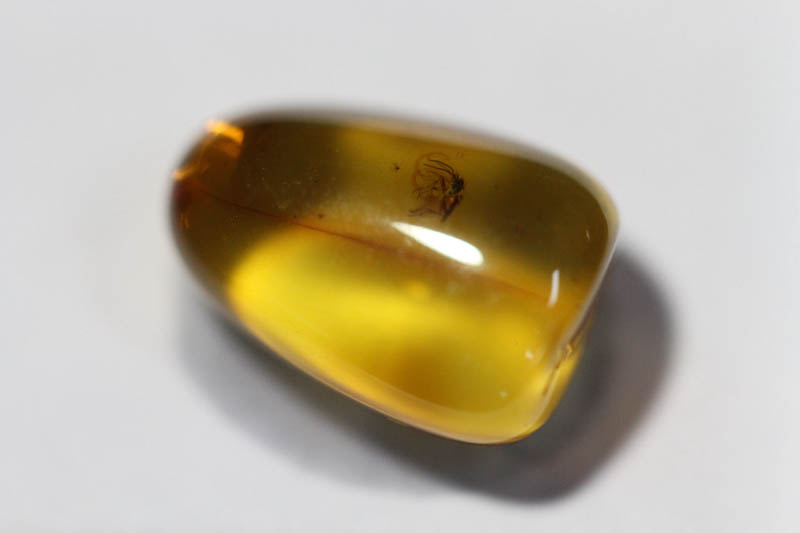 Baltic Amber with Insect-0
