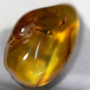 Baltic Amber with Insect-0
