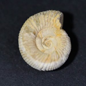 Ammonite - Perisphinctes-0