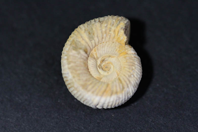 Ammonite - Perisphinctes-0
