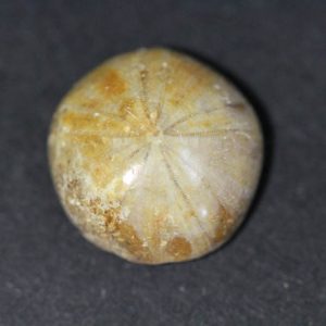 Echinoid - Fossil Sea Urchin-0