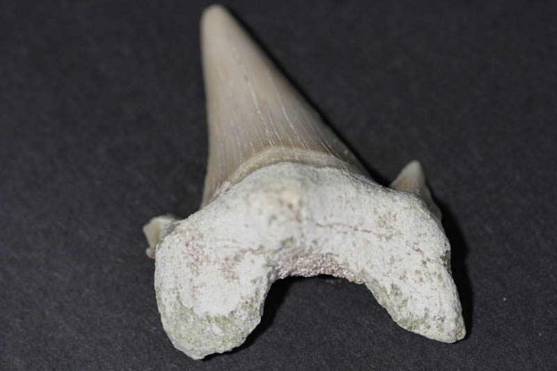 Shark Tooth - Mackeral Shark-0