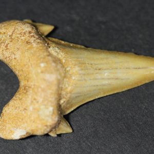 Shark Tooth - Mackeral Shark-0