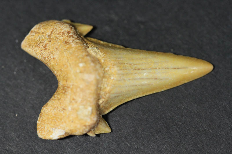 Shark Tooth - Mackeral Shark-0
