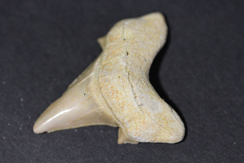 Shark Tooth - Mackeral Shark-0