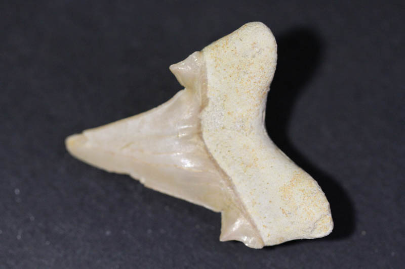 Shark Tooth - Mackeral Shark-1541