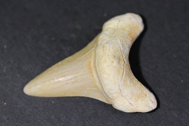 Shark Tooth - Mackeral Shark-0