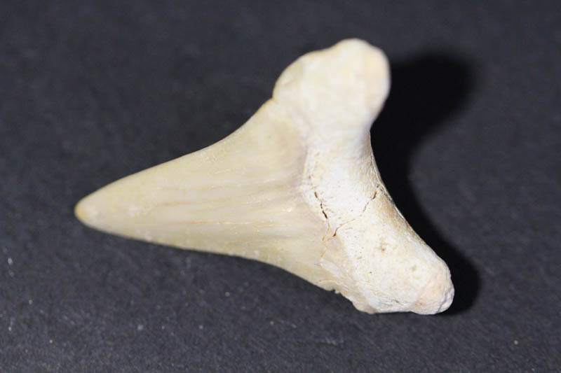 Shark Tooth - Mackeral Shark-1543