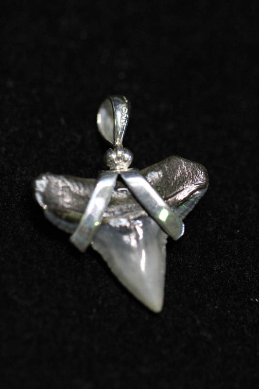 Fossil Shark Tooth Pendant -1621 Fossil Shark Tooth Pendant -1621