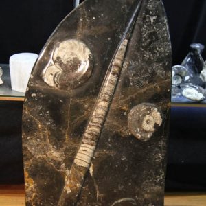 Fossil Ammonite Sculpture-0