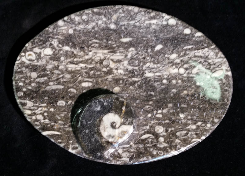 Fossil Oval Bowl Small-0