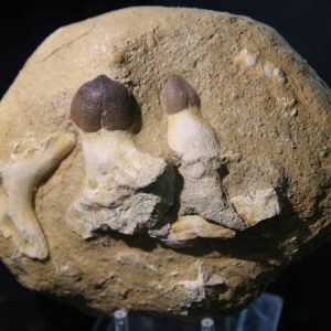 Globidens aegypticus - Mosasaur Jaw section-0