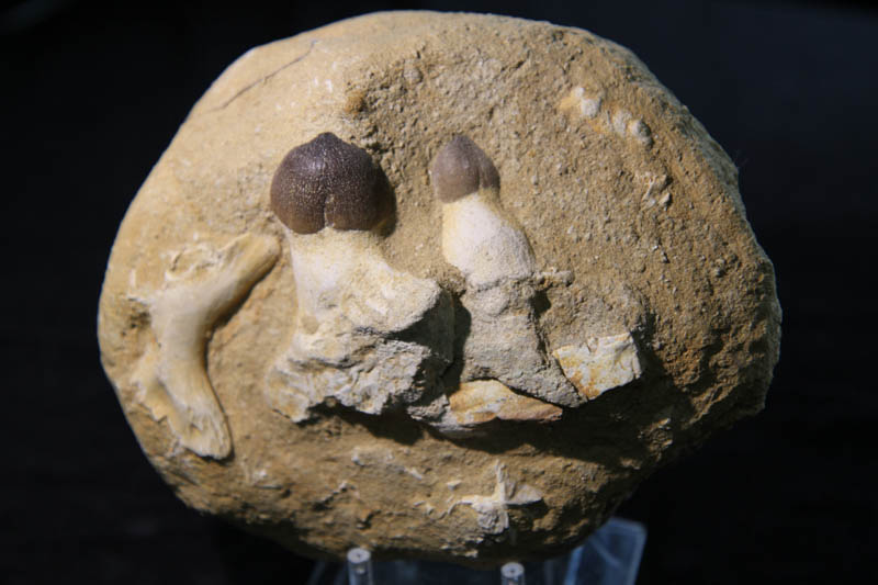 Globidens aegypticus - Mosasaur Jaw section-0
