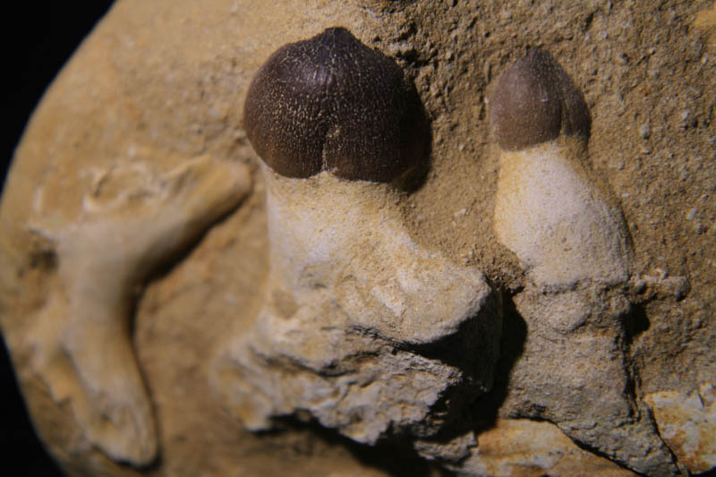 Globidens aegypticus - Mosasaur Jaw section-2268