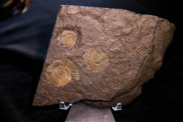 Pyrite Ammonite Plaque-0