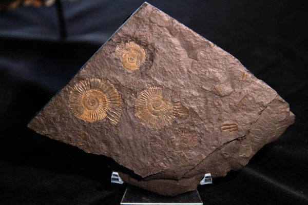 Pyrite Ammonite Plaque-2273