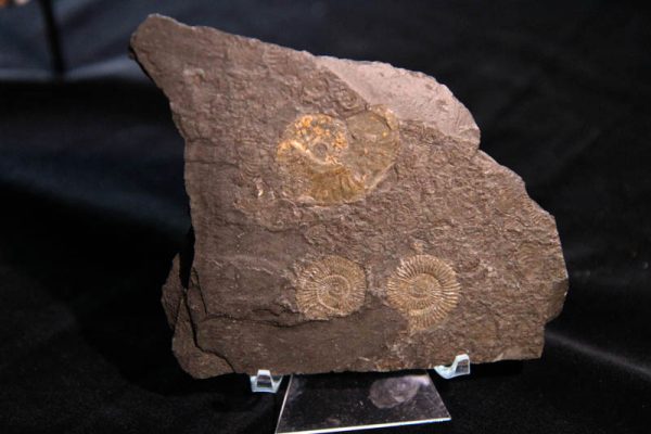 Pyrite Ammonite Plaque-0