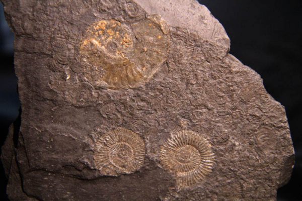 Pyrite Ammonite Plaque-2277