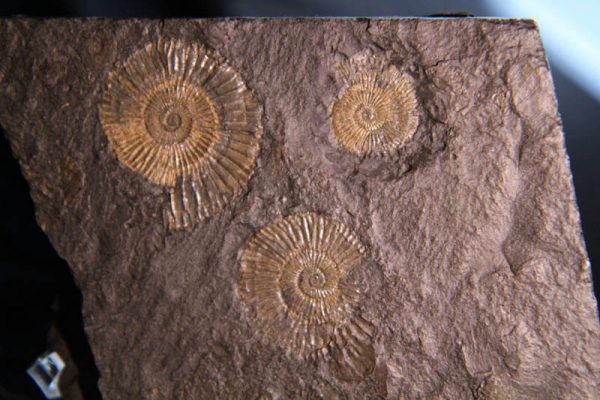 Pyrite Ammonite Plaque-2274