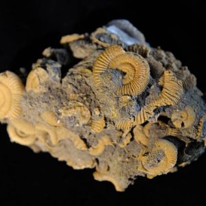 Dactylioceras athleticum Ammonite Cluster-0
