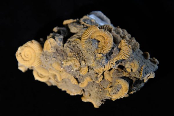 Dactylioceras athleticum Ammonite Cluster-0