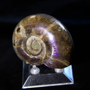 Ammonite Anapuzosia -0