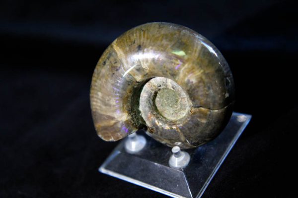 Ammonite Anapuzosia -2291