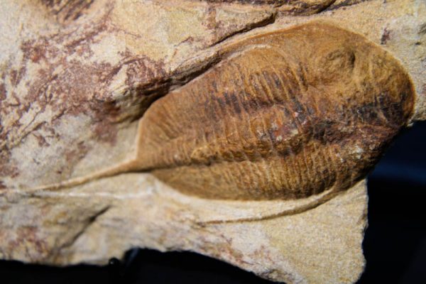 Trilobite Mucronaspis Plaque-2297