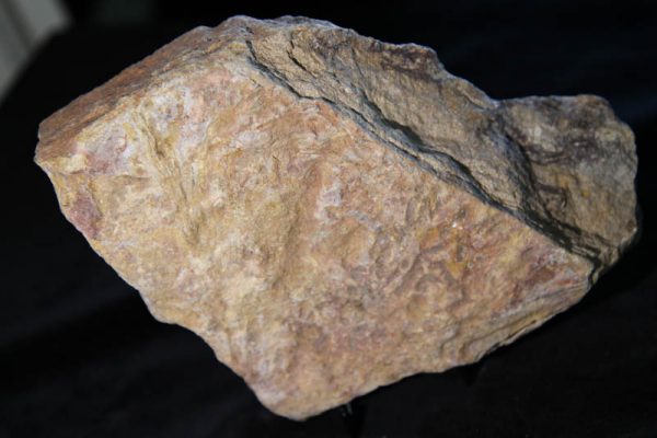 Trilobite Mucronaspis Plaque-2294