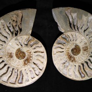 Ammonite Halves White-0