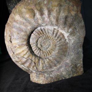 Ammonite Arietites -0
