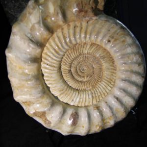 Ammonite Kranosphinctes-0