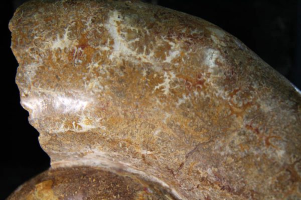 Museum Ammonite -2362