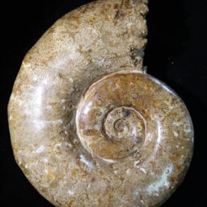Museum Ammonite-0