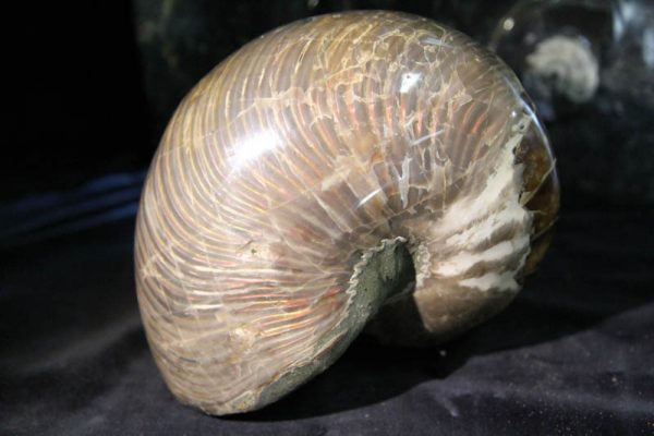 Nautilus Cymatoceras-2387