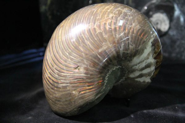 Nautilus Cymatoceras-2385