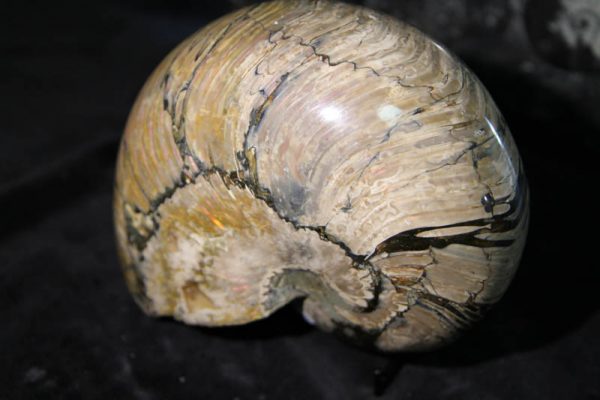 Nautilus Cymatoceras-2396