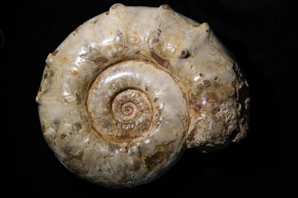 Ammonite Euaspidoceras-0