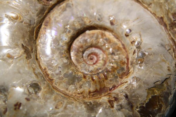 Ammonite Euaspidoceras-2405