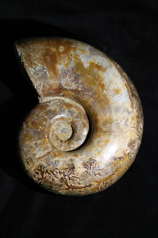 Ammonite Unident. sp-0