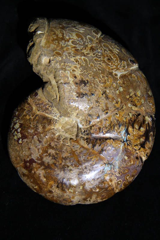 Ammonite Phylloceras Heterophyllum-2418