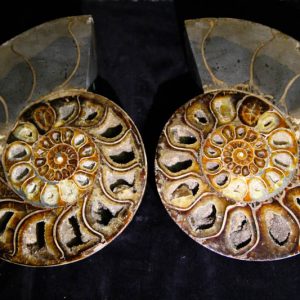 Super Large Ammonite Cleoniceras Halves-0