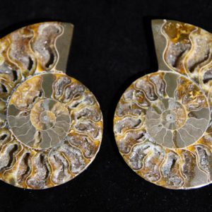 Ammonite Cleoniceras Halves-0