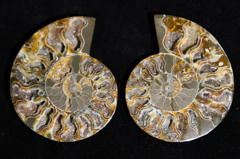 Ammonite Cleoniceras Halves-0