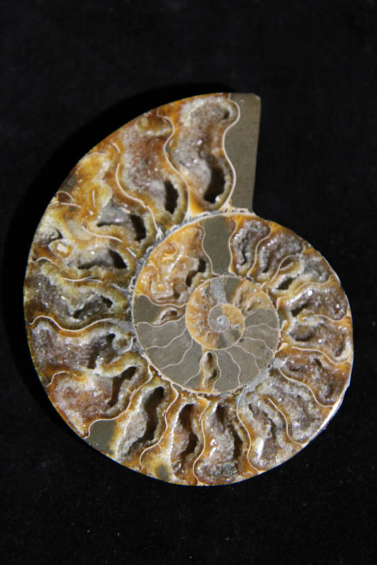 Ammonite Cleoniceras Halves-2495