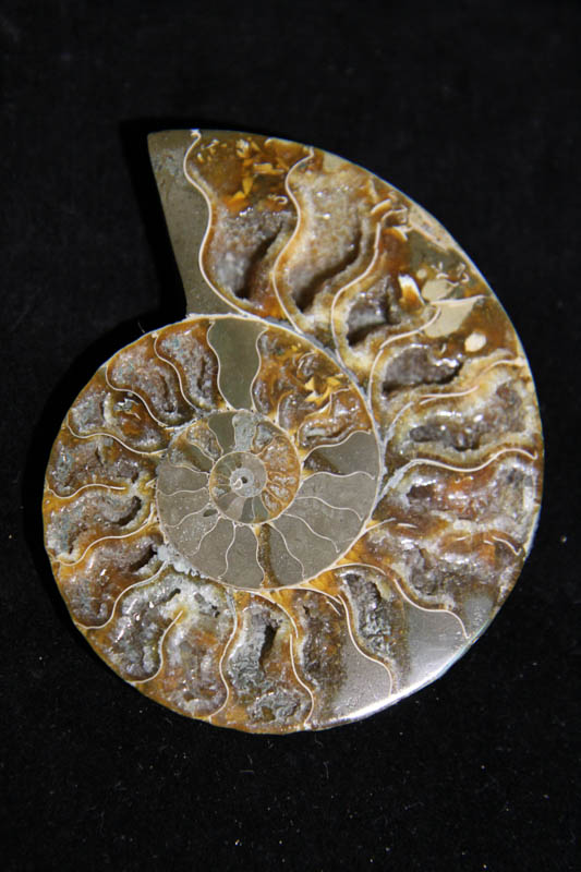 Ammonite Cleoniceras Halves-2494